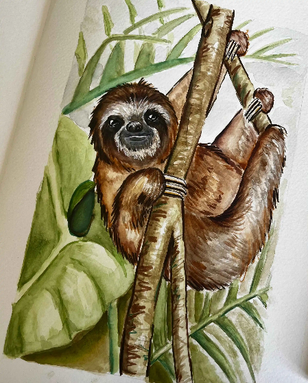 watercolour of sloth